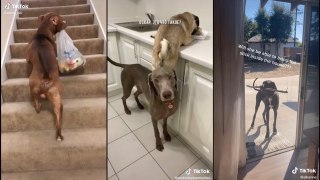 SMART DOGS Compilations | OMG So Cute And Funny Smart Funny Dogs | HaHa Animals