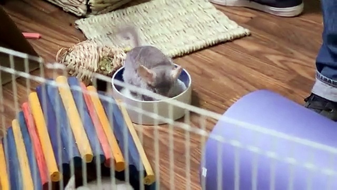 Animal Cribs Se2 Ep02 Chinchilla Chill Pad HD Watch video