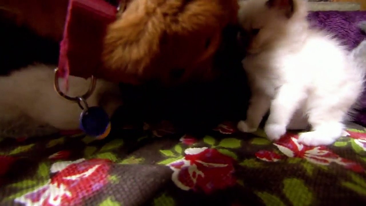 Too Cute! - Ep05 HD Watch