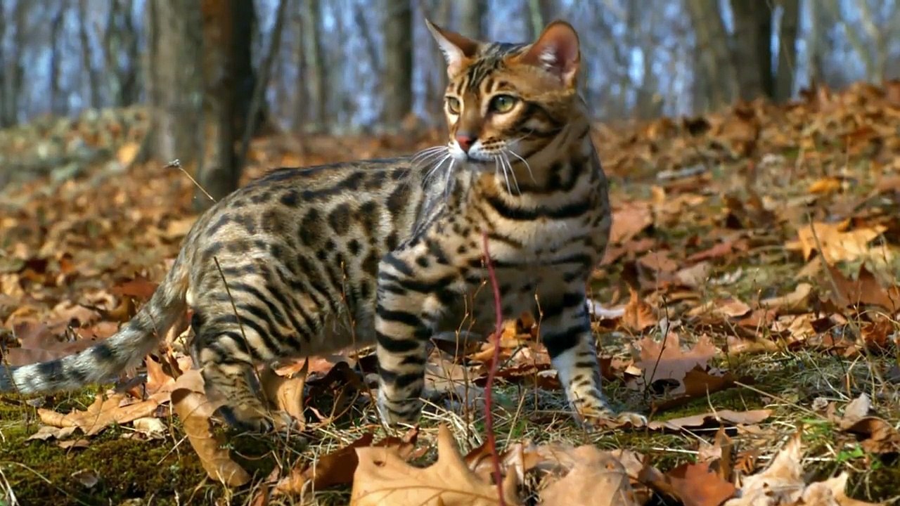 Too cute! - ep01 hd watch