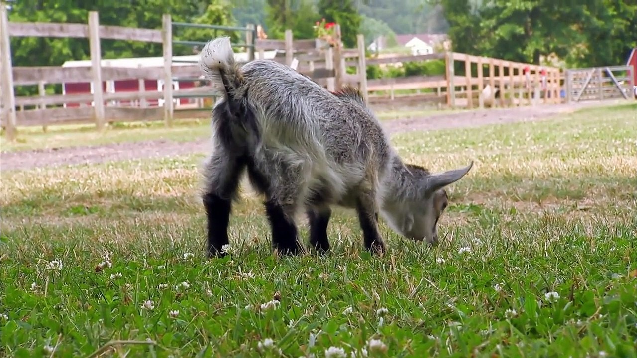 Too Cute! - Ep09 HD Watch