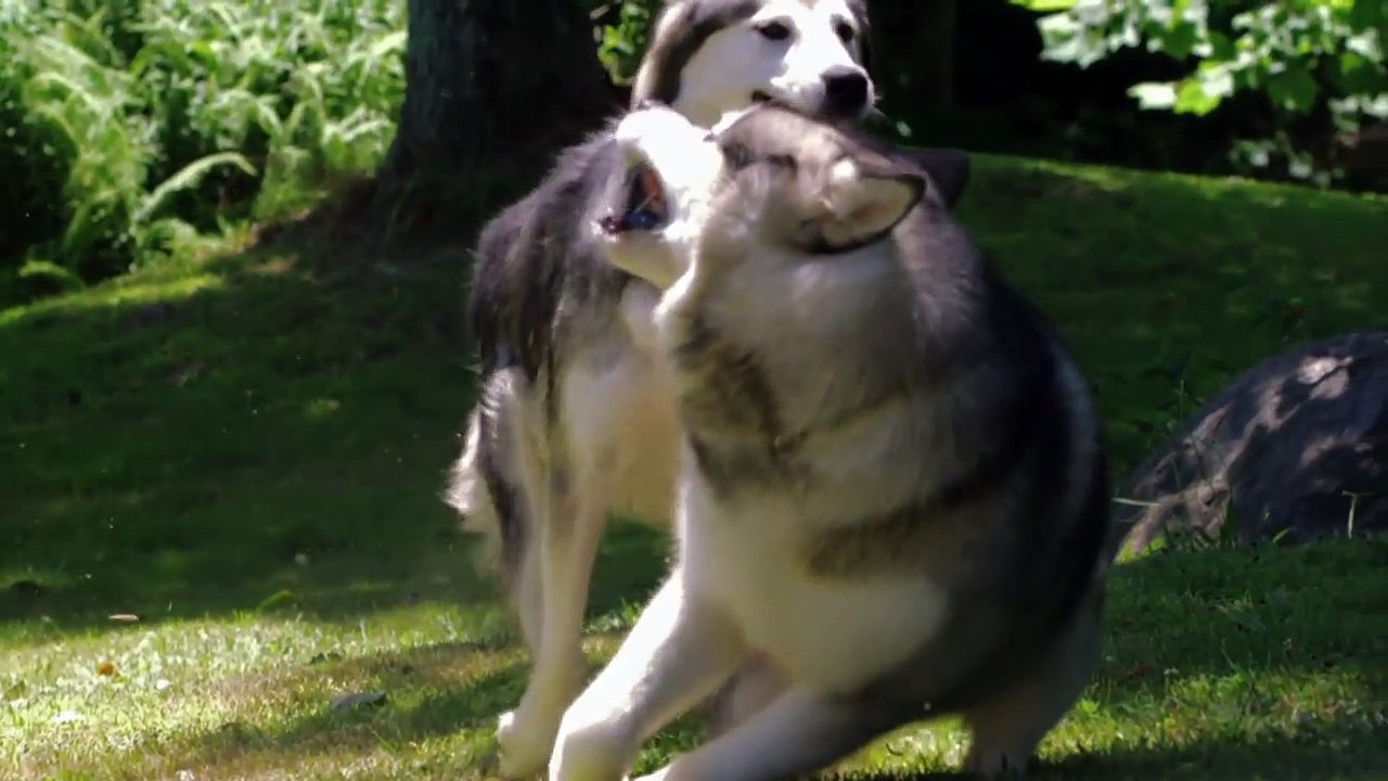 Too Cute! - Ep12 HD Watch