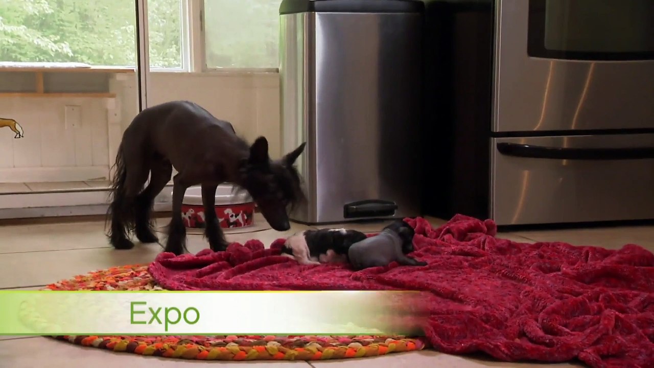 Too Cute! - Ep14 HD Watch