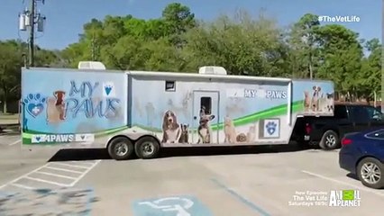 The Vet Life - Se1 - Ep04 HD Watch