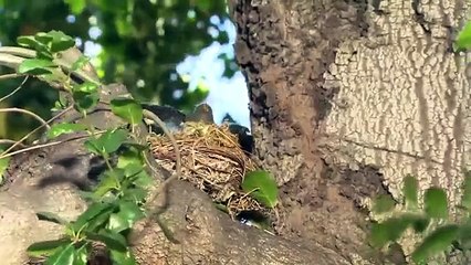 Conan - Se8 - Ep63 - Joe Manganiello, Natasha Leggero, Benjamin Gibbard HD Watch