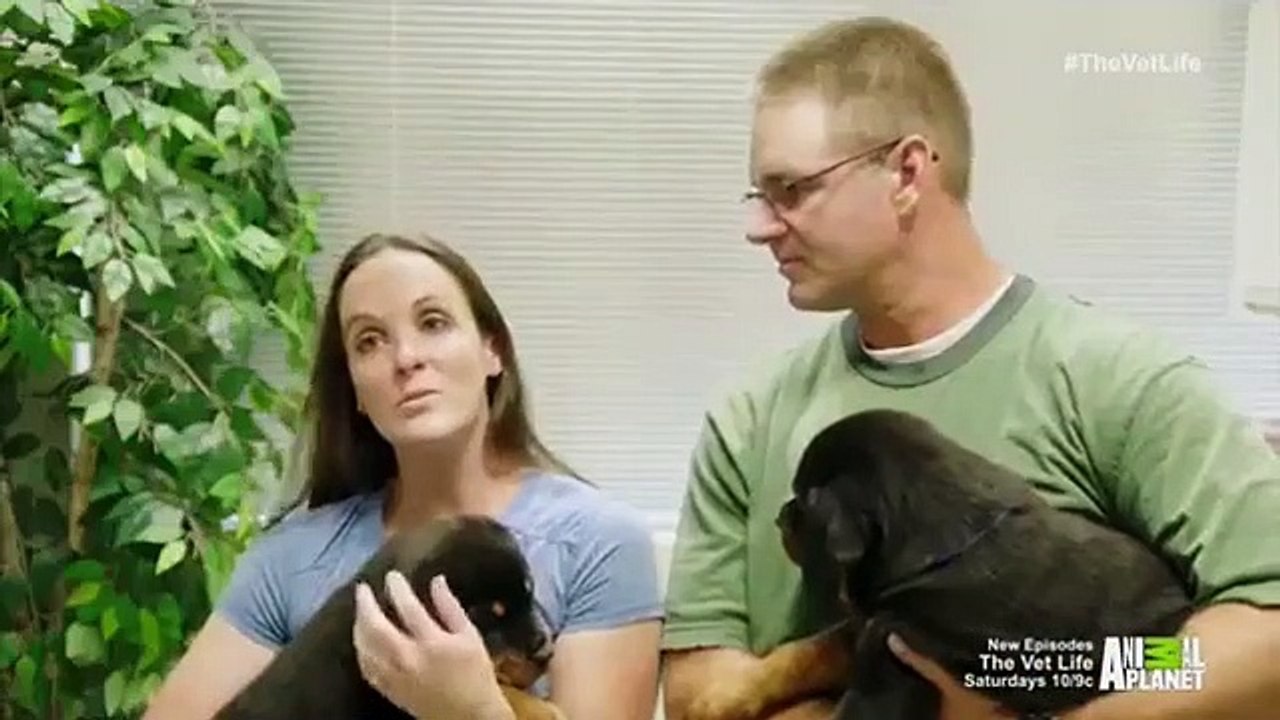 The Vet Life - Se1 - Ep07 HD Watch