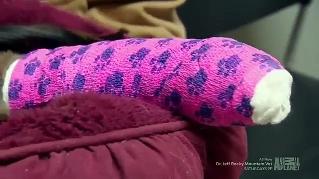 Dr. Jeff - Rocky Mountain Vet - Se4 - Ep04 HD Watch