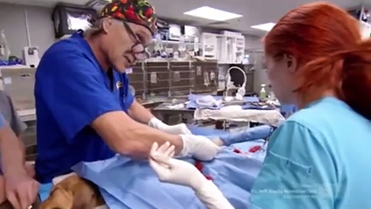 Dr. Jeff - Rocky Mountain Vet - Se4 - Ep06 HD Watch