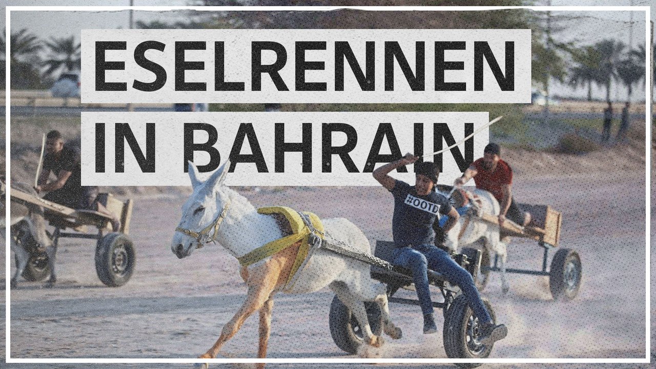 Eselrennen in Bahrain: Begeisterte Zuschauer und schockierte Tierschützer