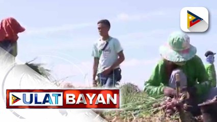 Ilang magsasaka sa Pangasinan, nagmamadaling anihin ang mga tanim na sibuyas para hindi maabutan ng nakaambang importasyon