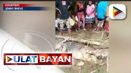 Buwaya, nahuli ng mga residente sa Brgy. Sumbiling, Bataraza, Palawan