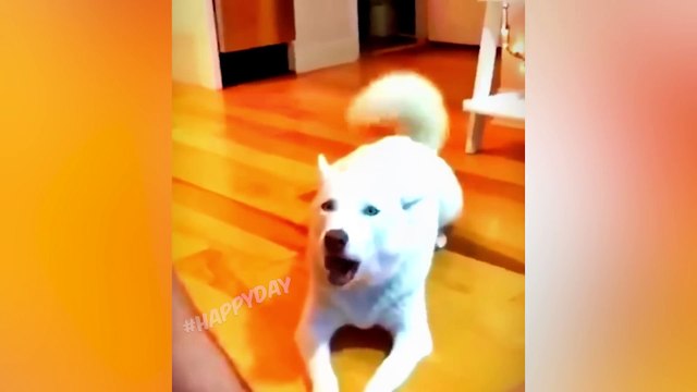 재미있는 고양이 2023 및 기타 동물 10 분의 웃음 재미있는 동물 2023 고양이와 함께하는 최고의 농담