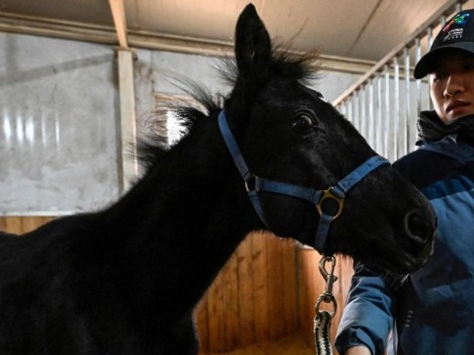 'Innovativer Durchbruch': China klont erstes Pferd für den Reitsport
