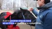 Chine: un cheval cloné ouvre un nouvel avenir pour les sports équestres