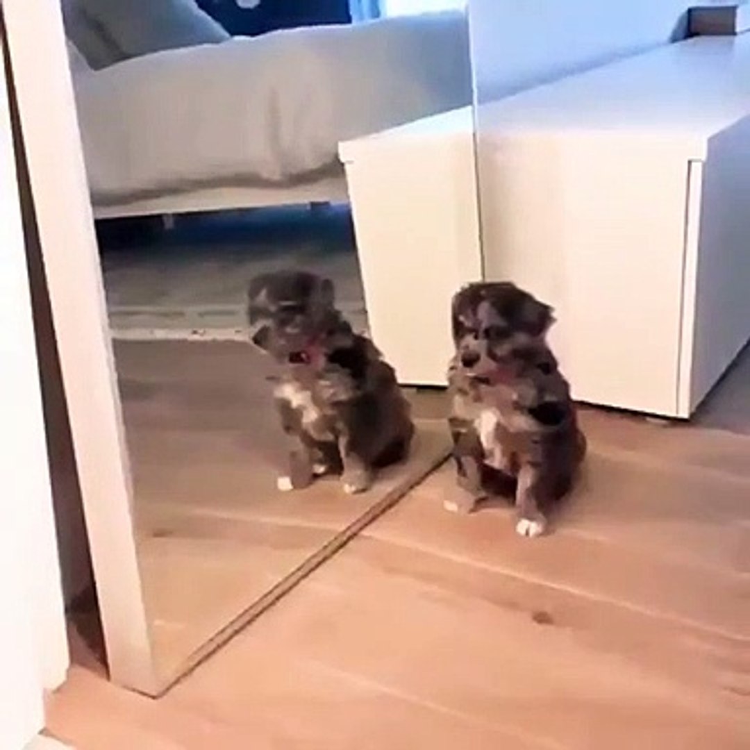 Perro Visto en Telegram