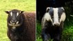 Rare sheep that look like badgers successfully bred on English farm