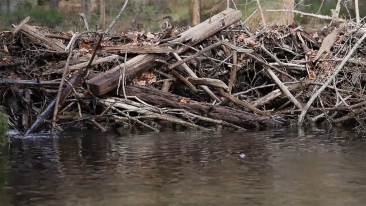 Biberdämme verhindern wohl russischen Angriff aus Belarus