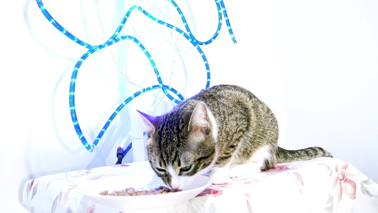 Cat Eats on the Table Not at the Table