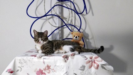 Kitten Loves Sitting on the Table