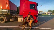 Paraguaio é preso com 101 quilos de maconha escondidos em caminhão de arroz, em Tapejara