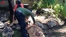 43 Endangered Sea Turtles Were Rescued From Poachers