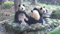 These Cute Pandas and their Shenanigans are Seen on iPanda