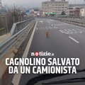 Cagnolino salvato da un camionista sulla Statale 36