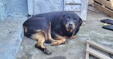 États-Unis : des sauveteurs ont sauvé une chienne âgé qui avait abandonnée par ses maîtres dans le froid