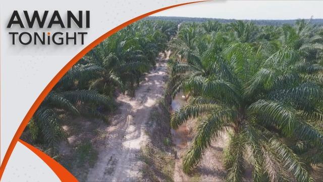 AWANI Tonight: Impact of EU deforestation law on M'sian exports