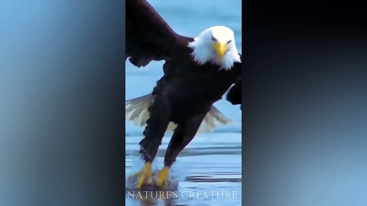 Focus