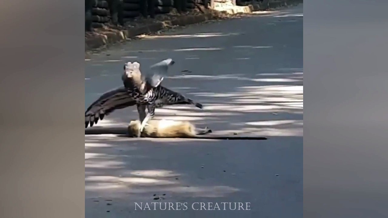 Crowned Eagle, a true killing machine