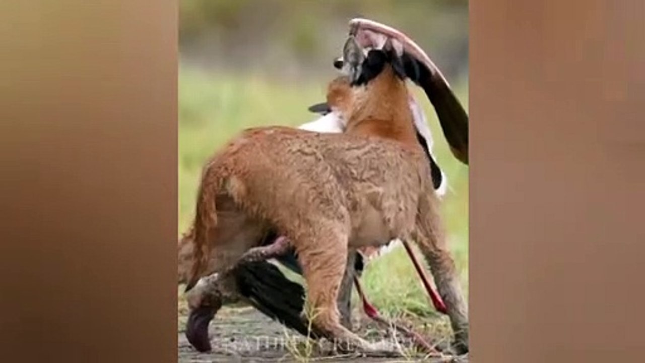 A caracal enjoying his kill