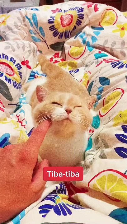 Kucing Lucu Imut-imut Banget #kucinglucu #shortsvideo