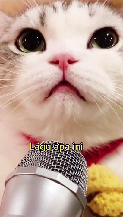 Kucing Lucu  Lagi Latihan Tarik Suara #kucinglucu #kucingimut-imut