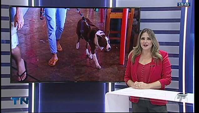 Bares e restaurantes se adaptam para receber pets