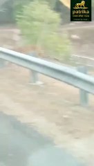 बीच रोड में अटखेलियां करते नजर आए दो तेंदुए