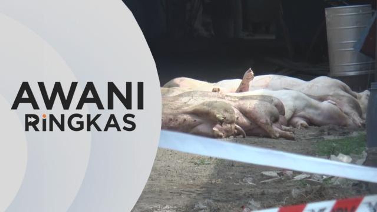 AWANI Ringkas: Penyakit ASF | Pulau Pinang isytihar bencana