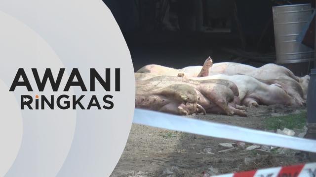AWANI Ringkas: Penyakit ASF | Pulau Pinang isytihar bencana