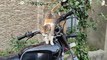 देखो बिल्ली और बच्ची की दोस्ती | बिल्ली की Bike में घूमने की ज़िद | बिल्ली बच्ची को अपना प्यार दिखाते हुए |  Pyar की भाषा सब जानते हैं |
