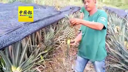 新春旺旺来🍍北马黄梨丰收，果农忙采应市迎新年