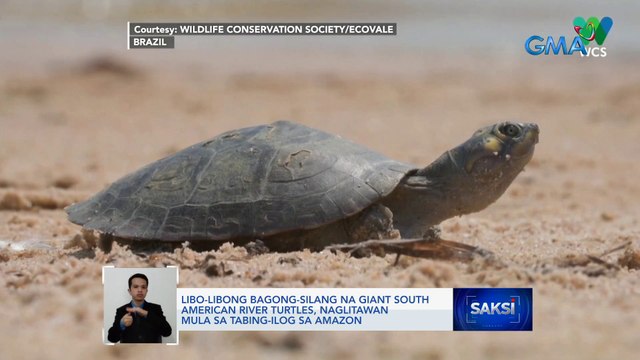 Libo-libong bagong-silang na giant South American river turtles, naglitawan mula sa tabing-ilog sa Amazon | Saksi