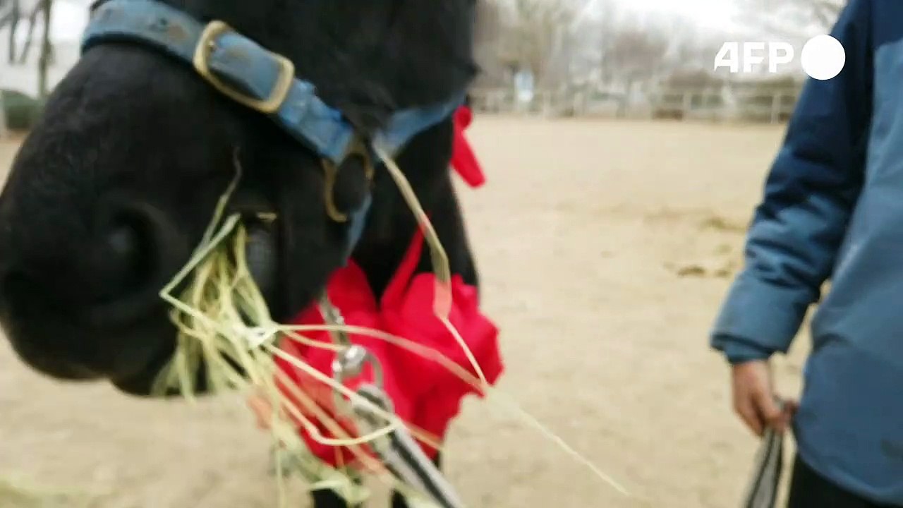 Clonagem de cavalos abre caminho para esportes equestres na China