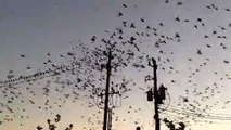 Des oiseaux font exploser une ligne électrique à haute tension