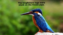 The kingfishers legs were stuck on the frozen pipe. It was released by a warm hand. #winter #kingfisher #nature #humanity #lovebirds #careanimals #carebirds #short #reels #statues #viral #inspiresemotions