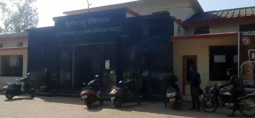 Dog will also do cat walk, will show on the ramp