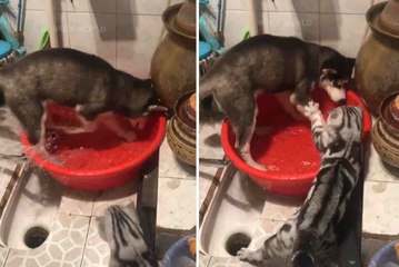 Vídeo hilário: gato fica possesso com bagunça e ‘enquadra’ cão arruaceiro