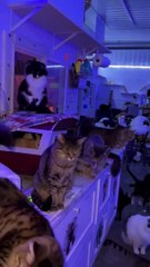 A Cat Lover's Dream, A Cat Hater's Nightmare