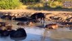 Lion vs Buffalo Fight   Buffalo Giving Birth In The River   Animal Attacks 2020