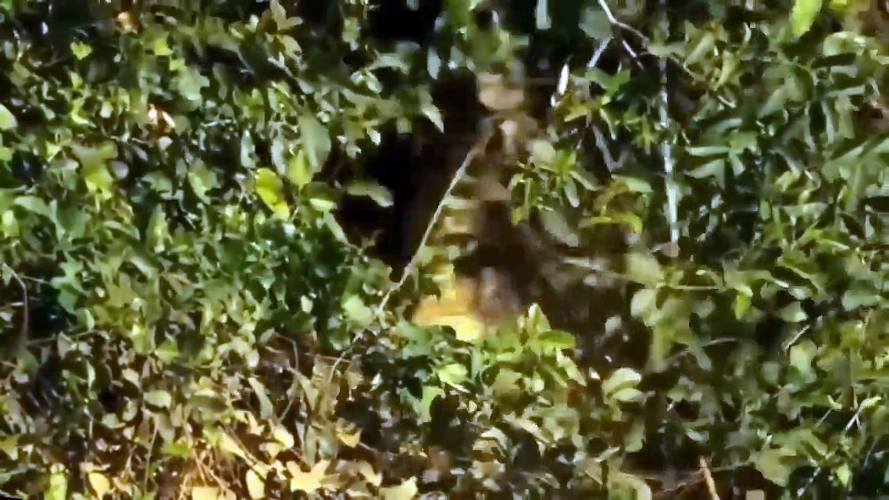 Lion Vs Jaguar - Wild Animals Documentary National Geographic 2018 - Wild Discovery Animals