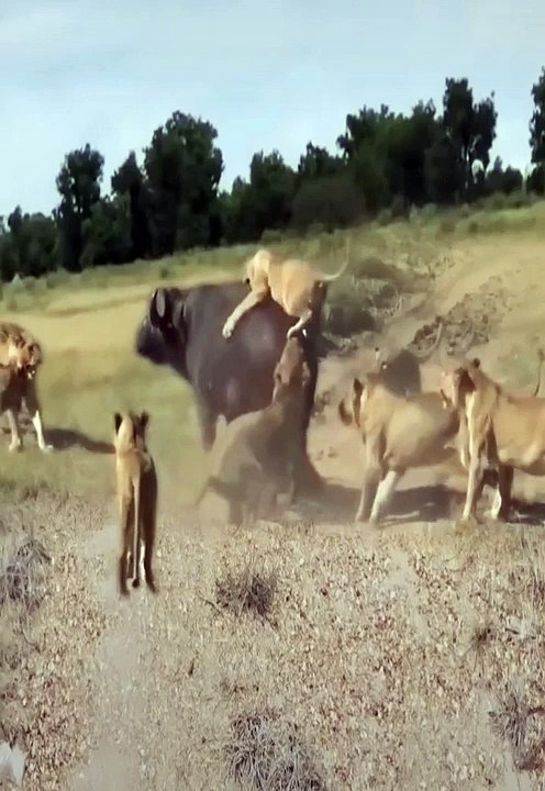 Lions attack buffalo #shorts#lion